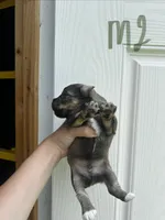 Puddles, a male Miniature Schnauzer for sale in Smithfield, NC – 2 of 3