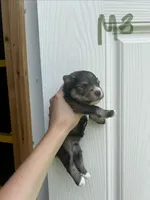 Sugar, a male Miniature Schnauzer for sale in Smithfield, NC – 2 of 3