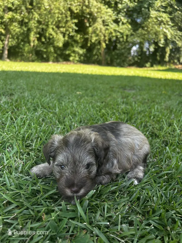 Puddles – Miniature Schnauzer puppy for sale in Smithfield, NC