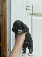 Effie, a female Miniature Schnauzer for sale in Smithfield, NC – 2 of 3