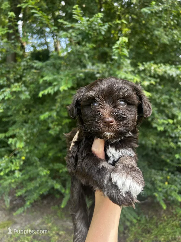 Effie – Miniature Schnauzer puppy for sale in Smithfield, NC