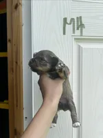 Boots, a male Miniature Schnauzer for sale in Smithfield, NC – 1 of 3