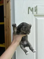 Boots, a male Miniature Schnauzer for sale in Smithfield, NC – 2 of 3