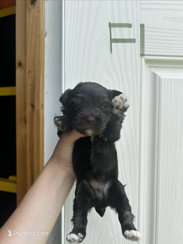 Effie – Miniature Schnauzer puppy for sale in Smithfield, NC