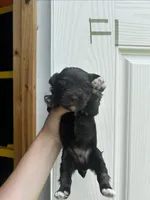 Effie, a female Miniature Schnauzer for sale in Smithfield, NC – 1 of 3