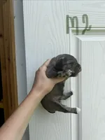 Puddles, a male Miniature Schnauzer for sale in Smithfield, NC – 1 of 3