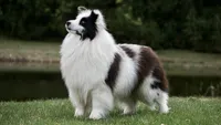 Daisy , a female Shetland Sheepdog for sale in Mentone, IN – 5 of 6