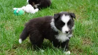Liam , a male Shetland Sheepdog for sale in Mentone, IN – 1 of 6