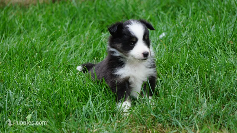 Daisy  – Shetland Sheepdog puppy for sale in Mentone, IN