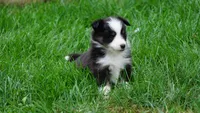 Daisy , a female Shetland Sheepdog for sale in Mentone, IN – 1 of 6