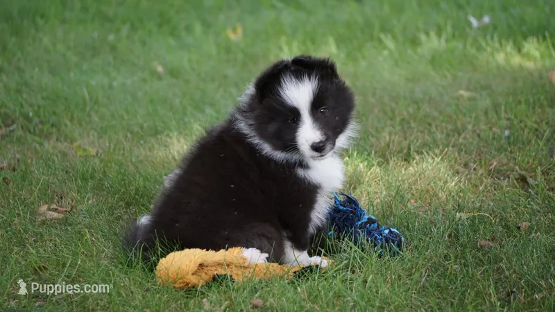 Liam  – Shetland Sheepdog puppy for sale in Mentone, IN