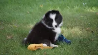 Toby , a male Shetland Sheepdog for sale in Mentone, IN – 1 of 6