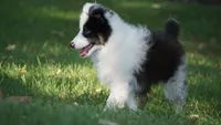 Tuck , a male Shetland Sheepdog for sale in Mentone, IN – 5 of 8