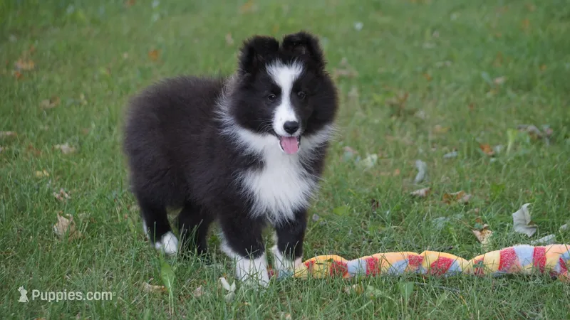 Toby  – Shetland Sheepdog puppy for sale in Mentone, IN