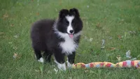 Toby , a male Shetland Sheepdog for sale in Mentone, IN – 2 of 10