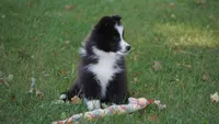 Toby , a male Shetland Sheepdog for sale in Mentone, IN – 7 of 10
