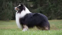 Toby , a male Shetland Sheepdog for sale in Mentone, IN – 3 of 5