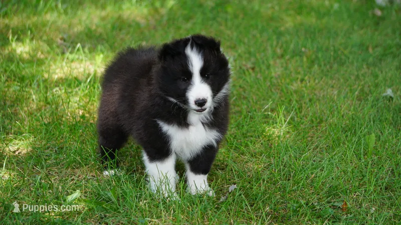 Toby  – Shetland Sheepdog puppy for sale in Mentone, IN