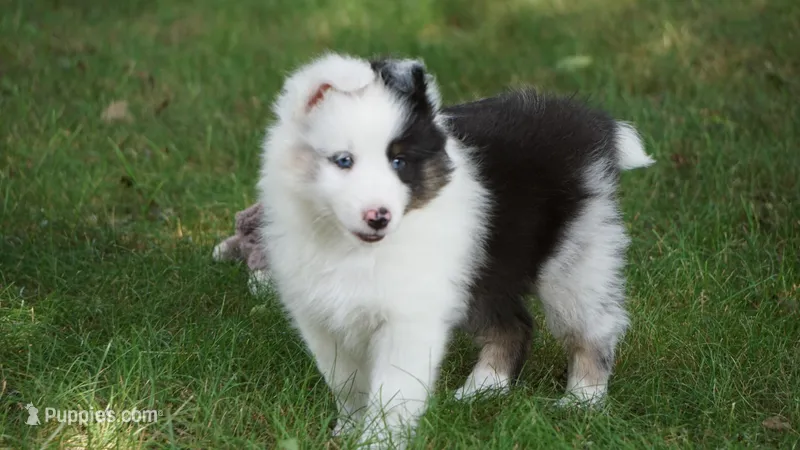 Tuck  – Shetland Sheepdog puppy for sale in Mentone, IN