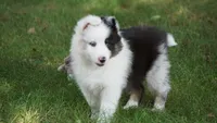 Tuck , a male Shetland Sheepdog for sale in Mentone, IN – 2 of 8