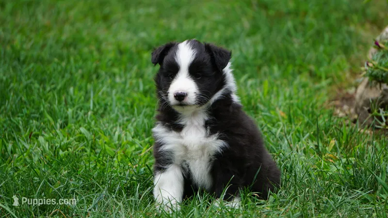 Toby  – Shetland Sheepdog puppy for sale in Mentone, IN