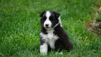Toby , a male Shetland Sheepdog for sale in Mentone, IN – 1 of 5
