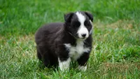 Toby , a male Shetland Sheepdog for sale in Mentone, IN – 2 of 5