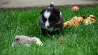 Liam , a male Shetland Sheepdog for sale in Mentone, IN – 6 of 6