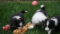 Daisy , a female Shetland Sheepdog for sale in Mentone, IN – 2 of 6