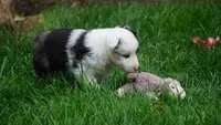 Tuck , a male Shetland Sheepdog for sale in Mentone, IN – 3 of 7