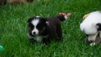 Sheba , a female Shetland Sheepdog for sale in Mentone, IN – 3 of 5
