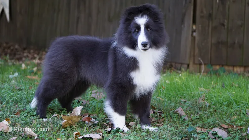 Toby  – Shetland Sheepdog puppy for sale in Mentone, IN