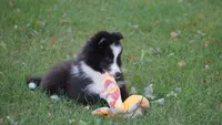 Toby , a male Shetland Sheepdog for sale in Mentone, IN – 9 of 10
