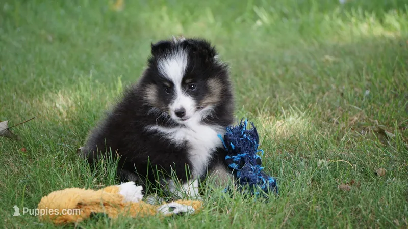 Sheba  – Shetland Sheepdog puppy for sale in Mentone, IN