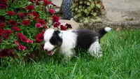 Tuck , a male Shetland Sheepdog for sale in Mentone, IN – 6 of 7