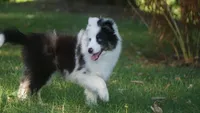 Tuck , a male Shetland Sheepdog for sale in Mentone, IN – 6 of 8