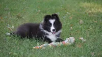 Toby , a male Shetland Sheepdog for sale in Mentone, IN – 8 of 10