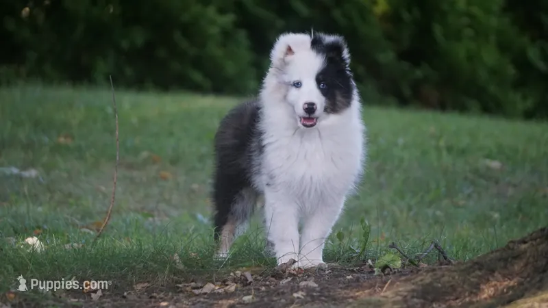 Tuck  – Shetland Sheepdog puppy for sale in Mentone, IN