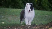 Tuck , a male Shetland Sheepdog for sale in Mentone, IN – 1 of 8