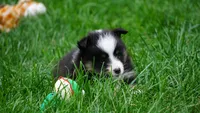 Sheba , a female Shetland Sheepdog for sale in Mentone, IN – 5 of 5