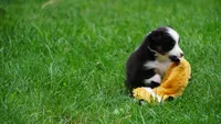 Daisy , a female Shetland Sheepdog for sale in Mentone, IN – 3 of 6