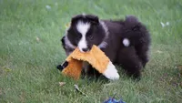 Toby , a male Shetland Sheepdog for sale in Mentone, IN – 4 of 6