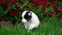 Tuck , a male Shetland Sheepdog for sale in Mentone, IN – 4 of 7