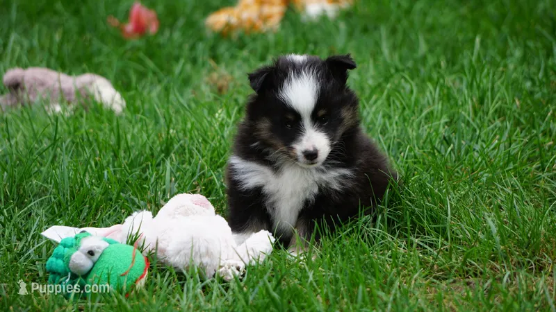 Sheba  – Shetland Sheepdog puppy for sale in Mentone, IN