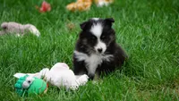 Sheba , a female Shetland Sheepdog for sale in Mentone, IN – 1 of 5