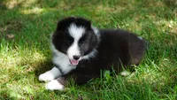 Toby , a male Shetland Sheepdog for sale in Mentone, IN – 6 of 6