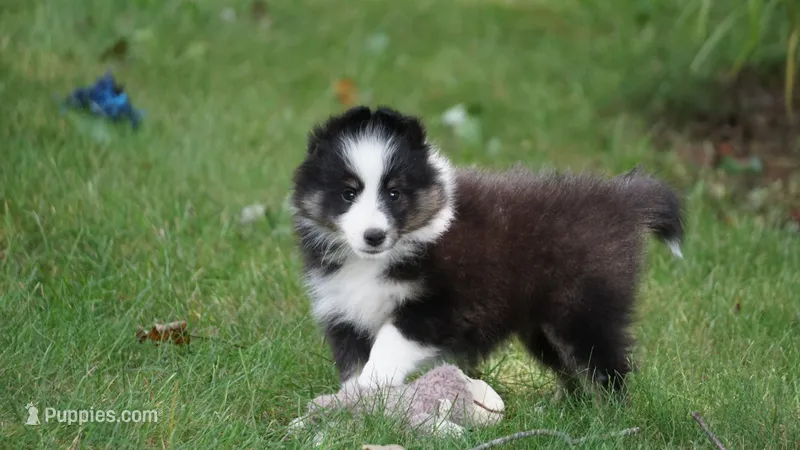 Daisy  – Shetland Sheepdog puppy for sale in Mentone, IN