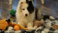 Tuck , a male Shetland Sheepdog for sale in Mentone, IN – 7 of 8