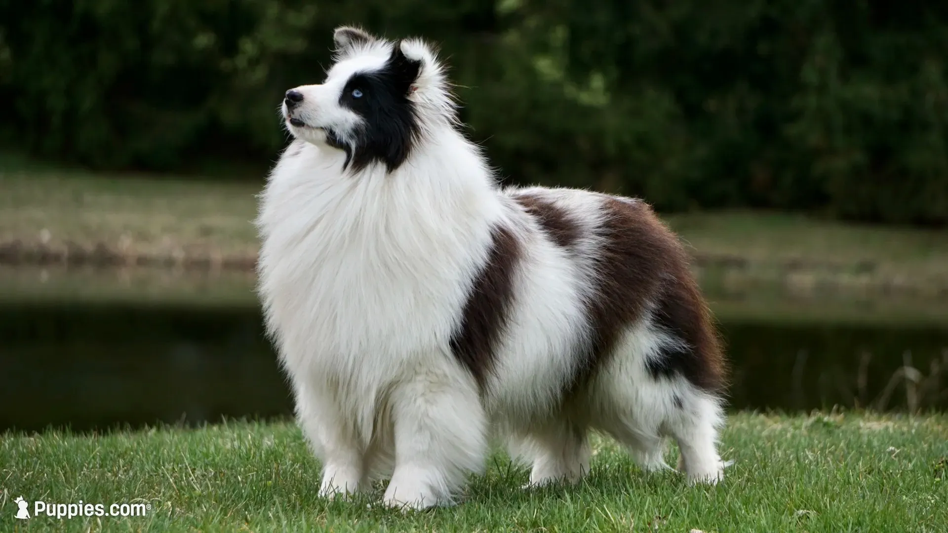 Toby , a male Shetland Sheepdog for sale in Mentone, IN – 4 of 5