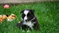 Liam , a male Shetland Sheepdog for sale in Mentone, IN – 2 of 6